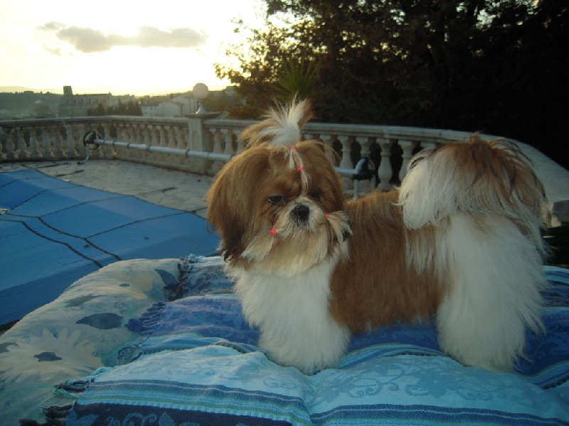 Lolita mon amour colorio shih tzu