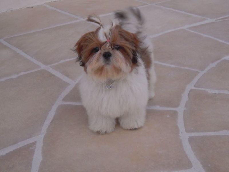 Lolita mon amour colorio shih tzu