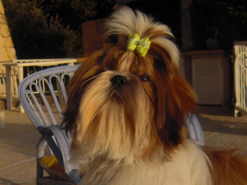 Lolita mon amour colorio shih tzu