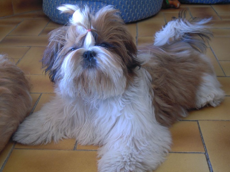 Lolita mon amour colorio shih tzu