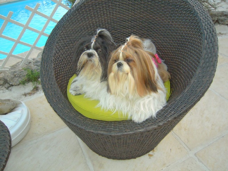 Lolita mon amour colorio shih tzu