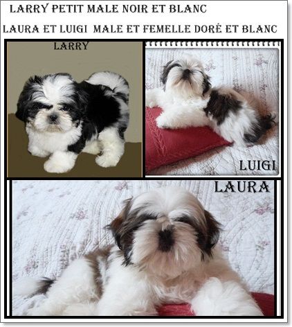 CHIOTS SHIH TZU