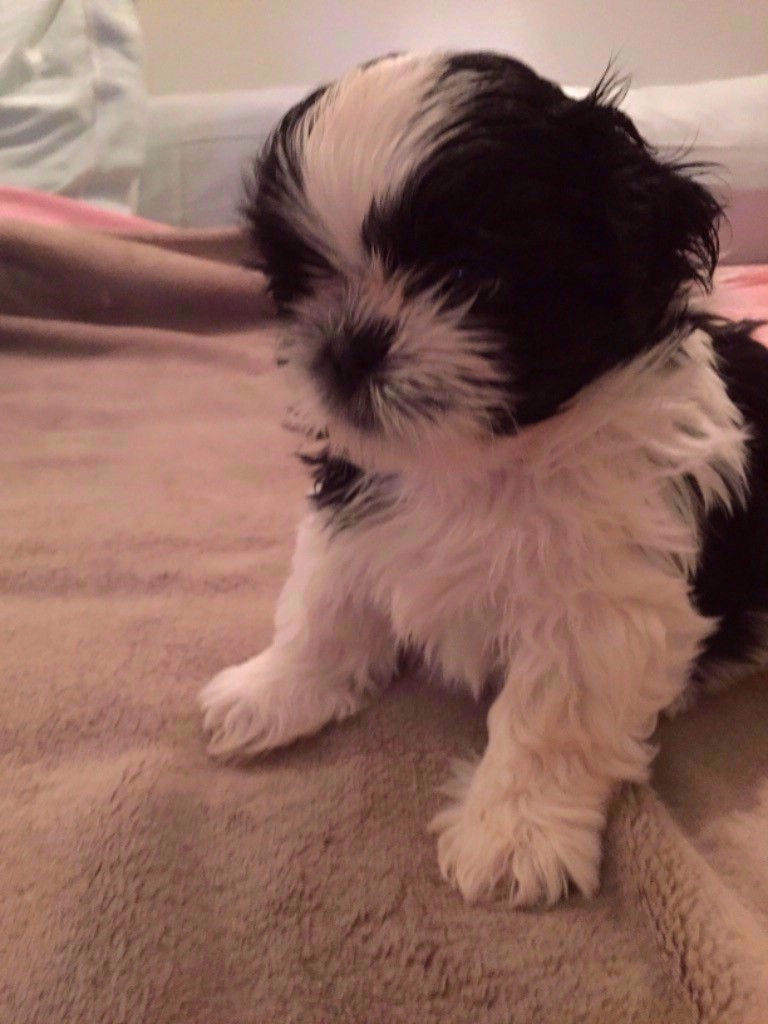 De La Muraille De Chine - Shih Tzu - Portée née le 14/02/2021